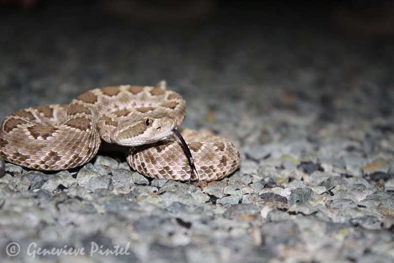 Rattlesnake with its tongue out, sitting on pebble