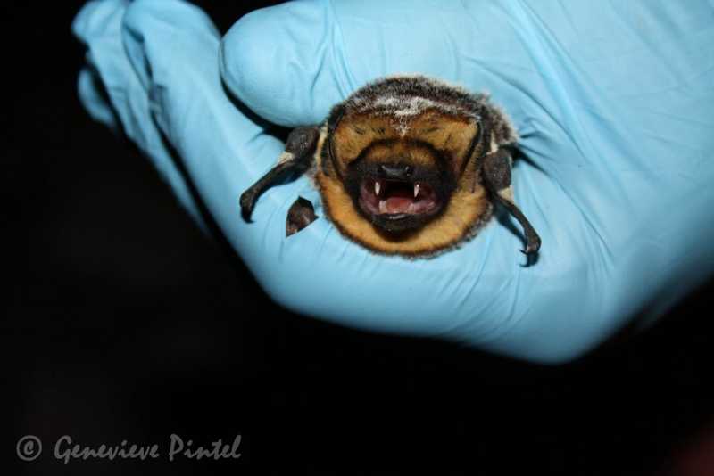 A bat being held in a gloved hand