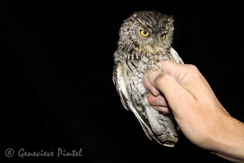 Small owl perched on a hand against a black background