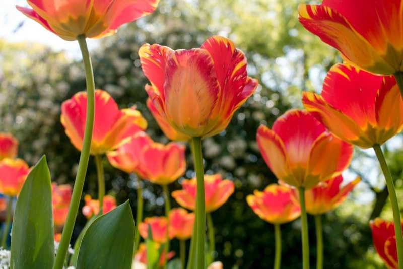 Low perspective of orange tulips growing into the sky