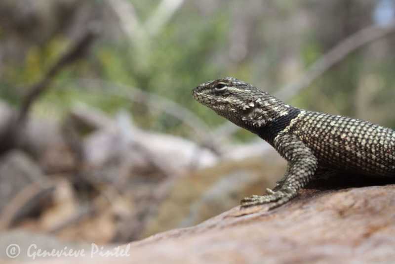 Lizard in the desert