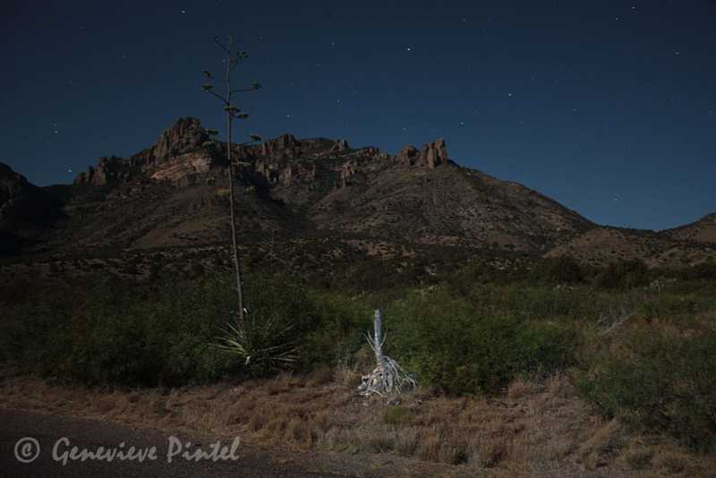 Desert dunes and plants at night