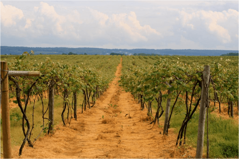 Green vineyards with a stripe of dirt down the center