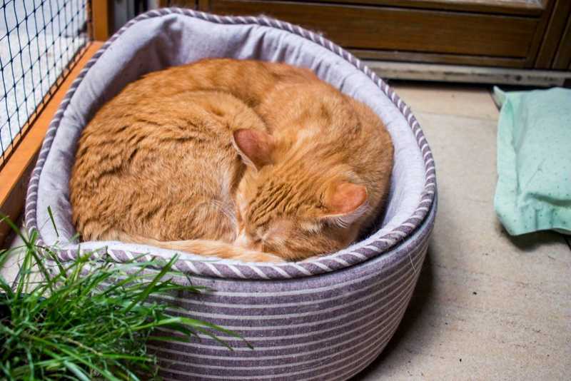 Sleeping orange tabby curled in a cat bed